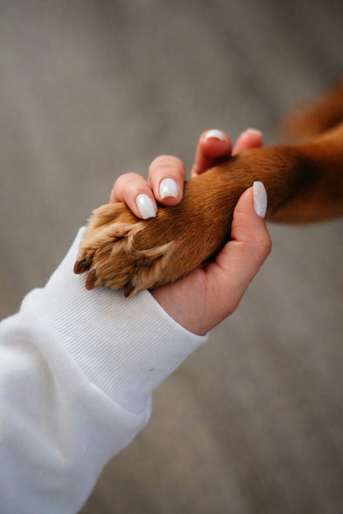 lumora-eclat-ame-alchimiste-communication-animale-coach-energeticienne-blocage-emotionnel-bordeaux-accompagnement-energetique-saint-symphorien-gironde